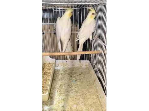 Pf lutino sultan çift