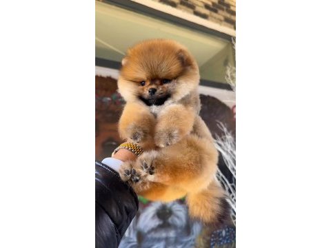 Pomeranian boo yavrular