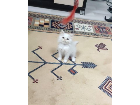 İran cinsi dişi yavru