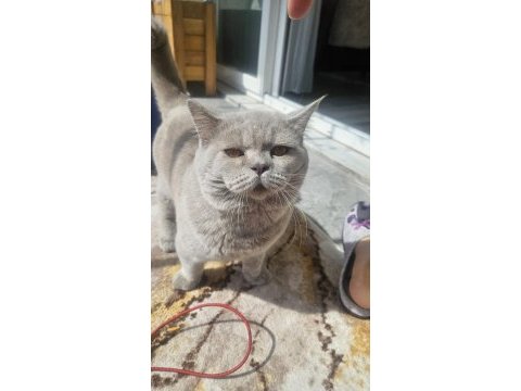 8 aylık erkek kedimiz