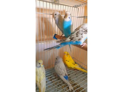 Muhabbet kuşu damızlık 2 adet dişi sorunsuz