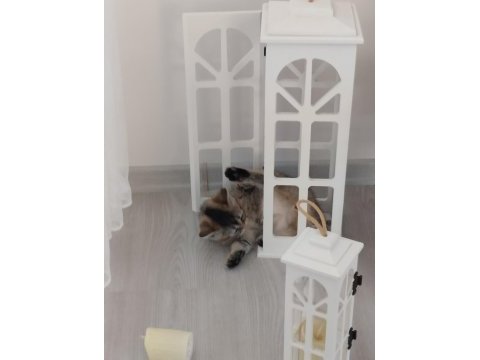 Sevimli oyuncu british shorthair yavrular