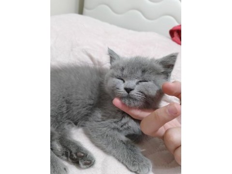 British shorthair bebeğimize yuva arıyoruz