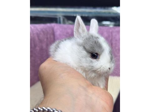 Cüce netherland dwarf tavşan yavrularımız