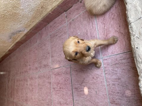 Yavru golden retriever