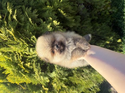 Pomeranian boo yavrularımız