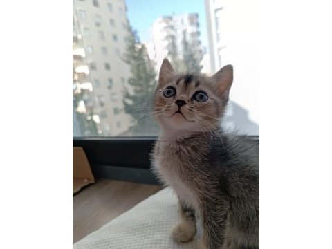 Yakışıklı mı yakışıklı british shorthair bebişlere yuva