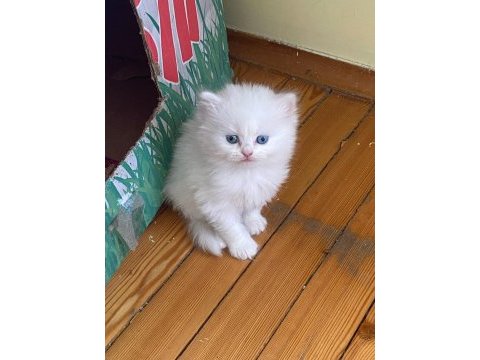 Scottish fold kedimizi sahiplendirme