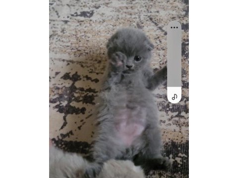 British shorthair ve scottish fold yavrular