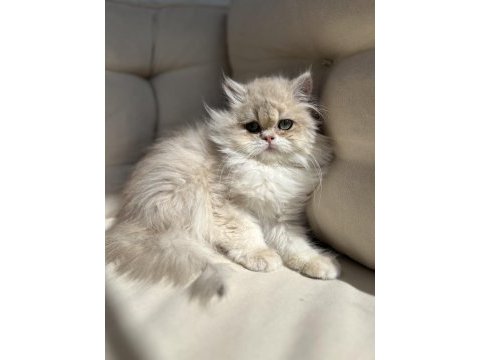 British longhair ay12 kedimiz