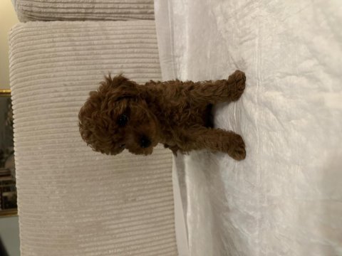 Muhteşem toy poodle