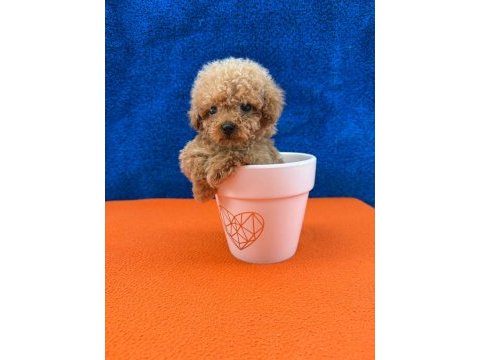 Show kalite kg boy garantili poodle