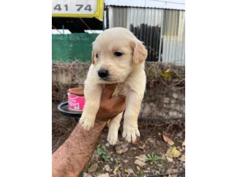 Baby face golden retriever