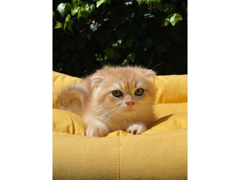 Hemen teslim scottish fold güzellikler