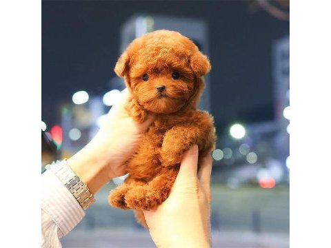 Cana yakın kore toy poodle bebeklerımız