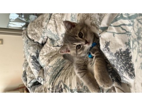 Erkek british shorthair