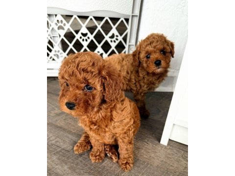 Irk garantili toy poodle bebekeler