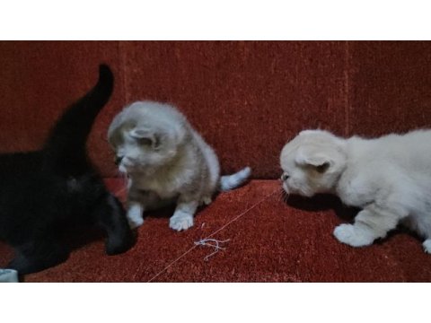 Scottish fold garibanlar yuva bekliyor