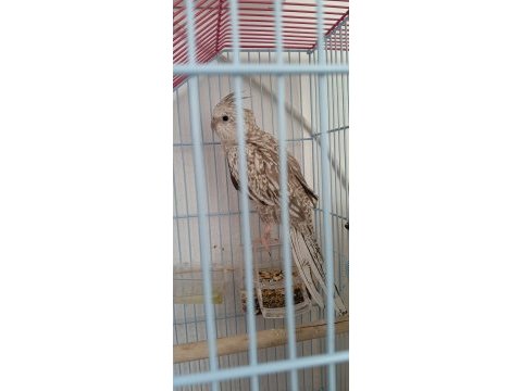 Çift dişili ve erkekli sultan papağanı