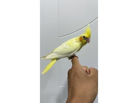 Sultan papağanı sahiplendirilecekler