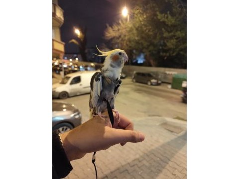 Ful evcil el besleme ısırmaz sultan papağanı
