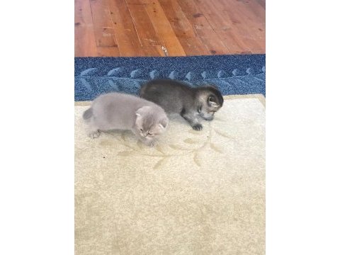 Scottish fold ve straight