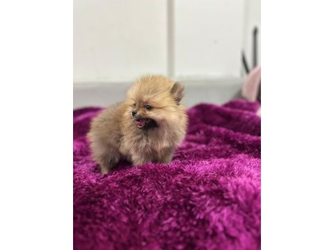 Irk garantılı tea cup pomeranian