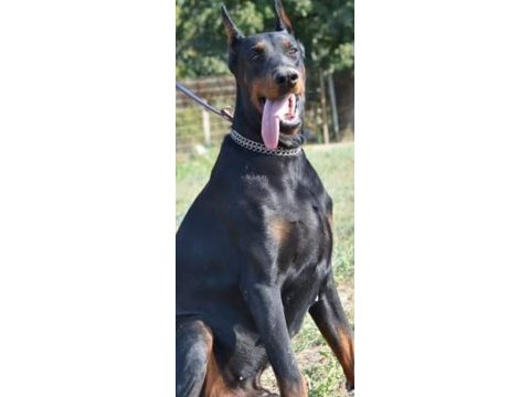 2.5 aylık dişi safkan doberman yavrusu