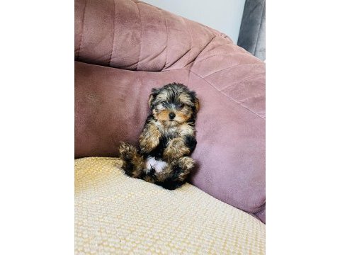 Çok şeker yorkshire terrier