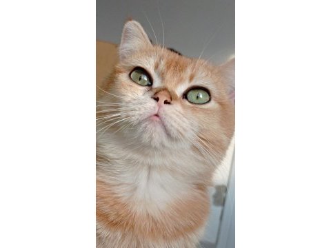 British shorthair golden ny12 dişi 12 aylık
