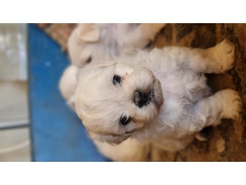 Maltese yavrularımız