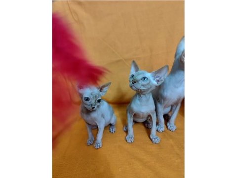 Sphynx home son yavrular