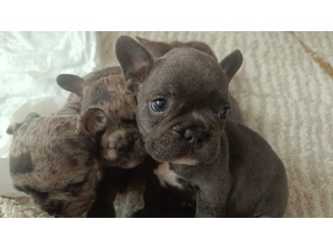 A kalite french bulldog bebekler