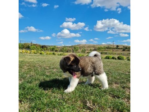 Yüksek kalite amerikan akita yavrular sun kennels