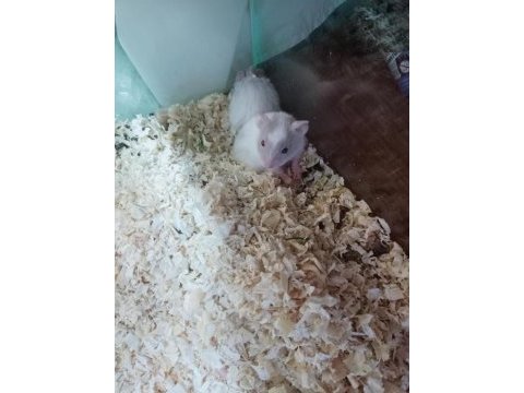 Hamsterlar geldi