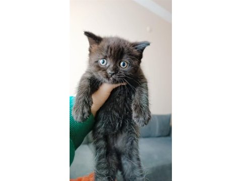 British shorthair dark chocolate yavru