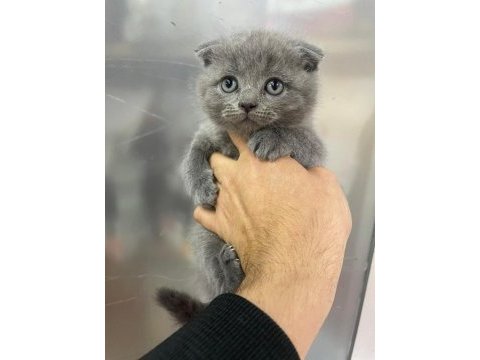 Erkek scottish fold yavru