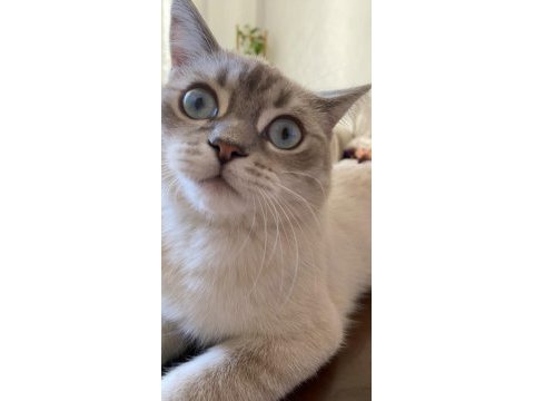 Acil kısırlaştırılmış erkek british shorthair kırması