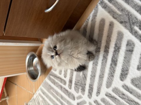 Scottish fold longhair prenses hazır