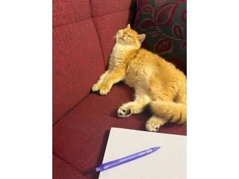 10 aylık full şecereli ny12 british shorthair