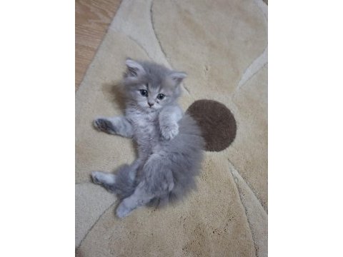 Silver british longhair yavrular