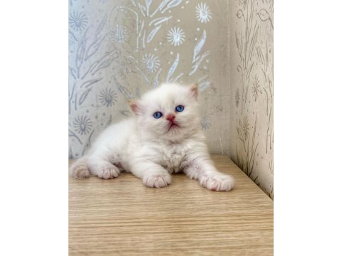 British longhair
