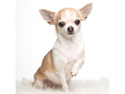 Evinizin neşesi olacak hareketli chihuahua yavrularım
