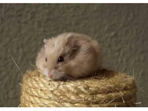 8 aylık bebek hamster erkek