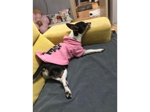 Acil çok özel pinscher minyatür
