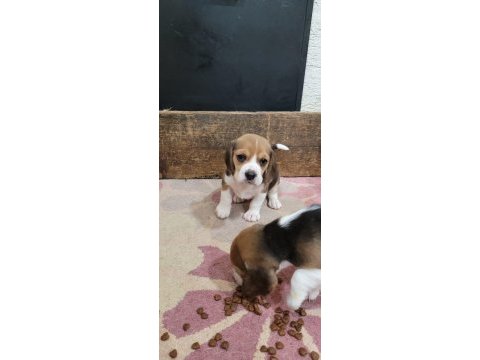 Beagle yavrularımız ırk garantilidir