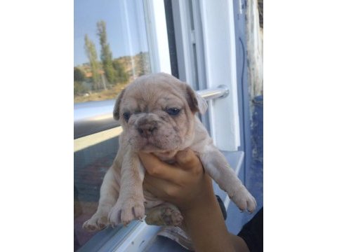 Fransız bulldog sahiplendirilecektir