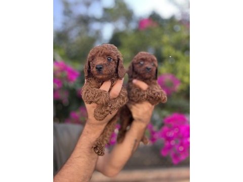 Red brown toy poodle yavrularımız