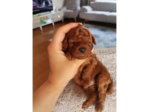 Toy poodle yavruları