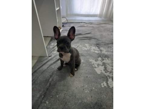 Kızımız hera yı sahiplendiriyoruz french bulldog
